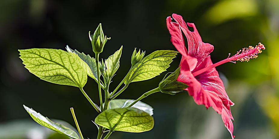 A photograph of Hibiscus rosa sinensis in bloom