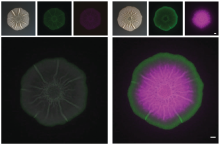 These images show top-down views of colonies of Bacillus subtilis grown on agar plates. The image on the left is a brightfield image while the one on the right shows false-color fluorescence of this colony. These bacterial cells contain two reporter constructs that cause the cells to produce two distinct fluorescence signals (shown as green and pink) when one or both of those genes are expressed.